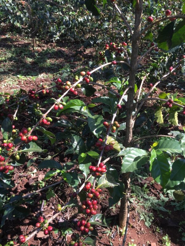 【衣索比亞耶加雪菲咖啡豆】照片引用自InterAmerican Coffee網站