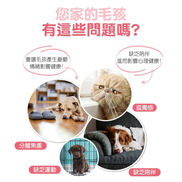 潔牙香芬發聲玩具 (薄荷巧克力)-004